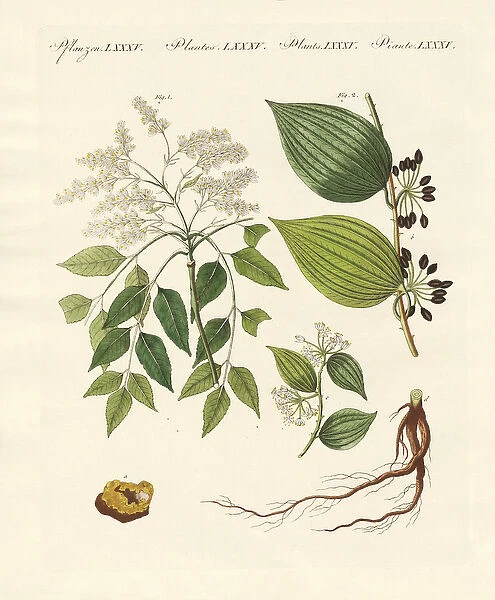 Medical plants (coloured engraving)