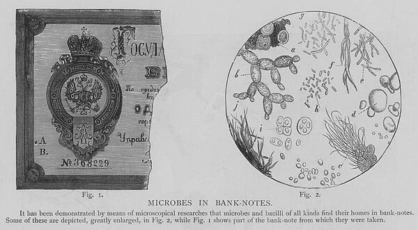 Microbes in Bank-Notes (engraving)