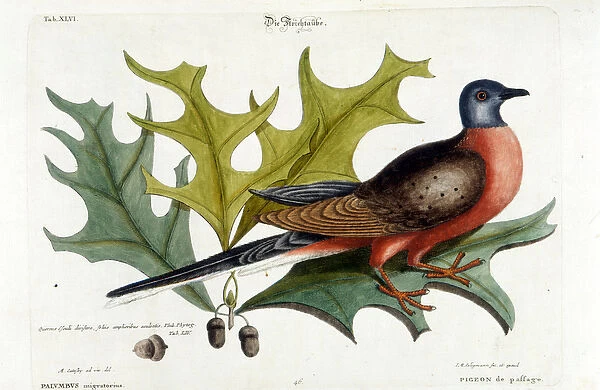Migratory dove, now extinct. Zoo, Seligman 1749