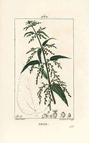 Nettle - Common stinging nettle, Urtica dioica, with flower, seed, stalk, and leaf outline. Handcoloured stipple copperplate engraving by Lambert Junior from a drawing by Pierre Jean-Francois Turpin from Chaumeton