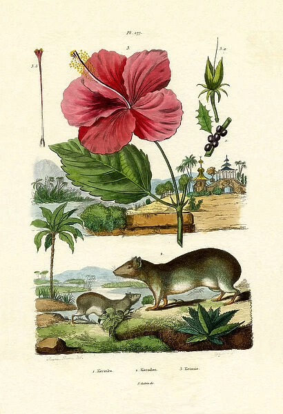 Pokeweed, 1833-39 (coloured engraving)