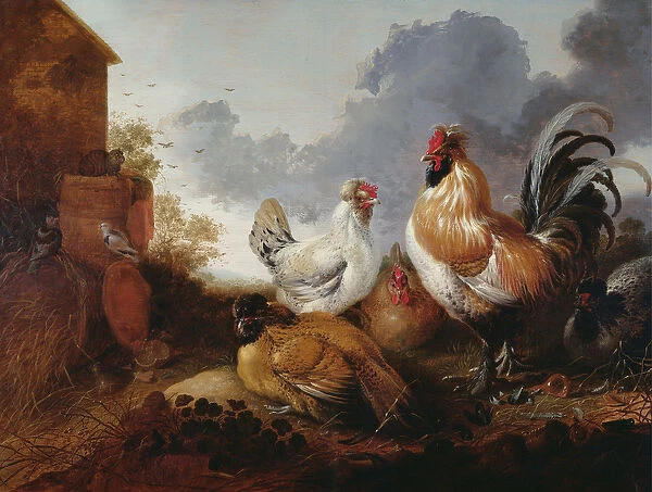 Poultry in a farmyard