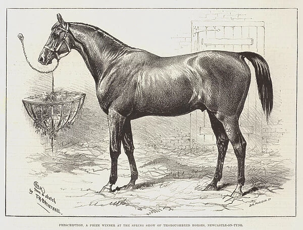 Prescription, a Prize Winner at the Spring Show of Thoroughbred Horses, Newcastle-on-Tyne (engraving)
