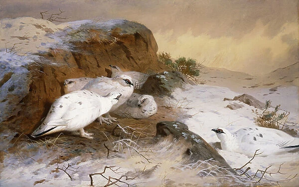 Ptarmigan in the Snow, 1898 (pencil and watercolour)