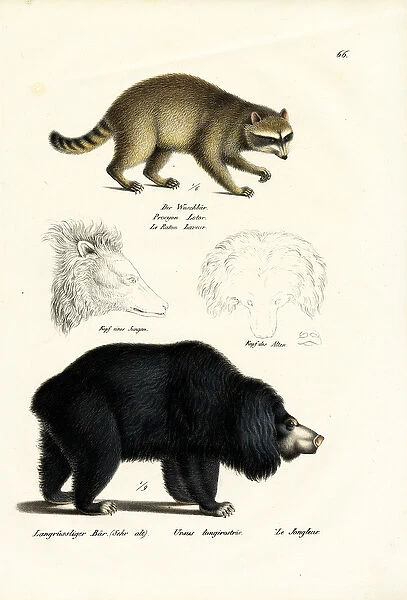 Raccoon, 1824 (colour litho)