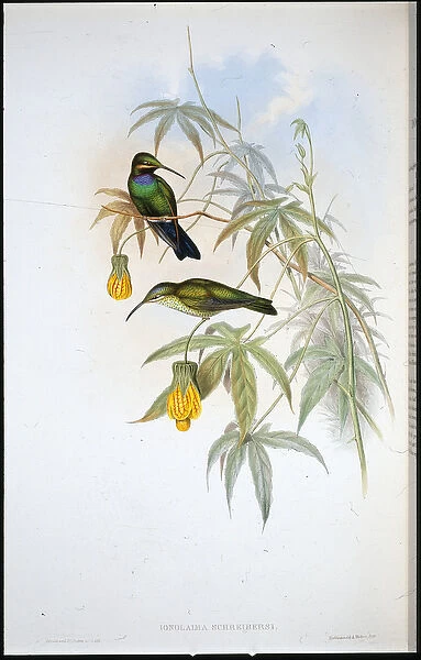 Schreibers Humming-bird (Ionolaima Schreibersi) (hand-coloured litho)