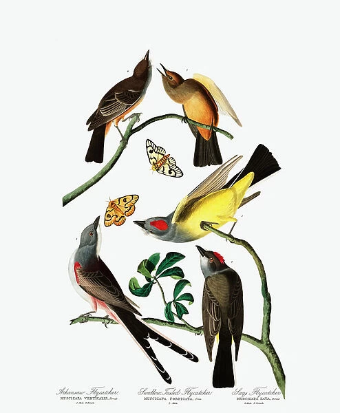 Three Varieties of Flycatcher, from 'The Birds of America'by John J