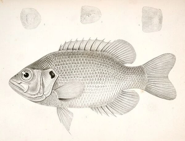 Ambloplites aeneus, Black Bass, &c. Suckley, George 1830-1869, Cooper, J