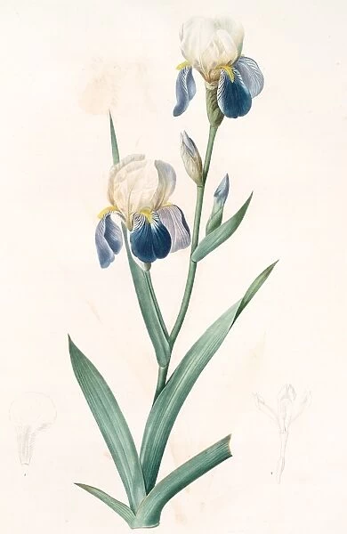 Iris sambucina, Iris a l odeur de sureau, Elder-scented Iris, Redoute, Pierre Joseph