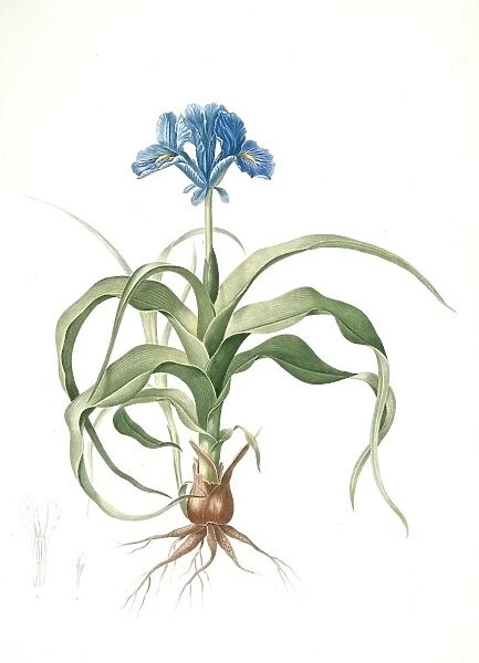 Iris scorpiodes, Iris alata; Iris Scorpion, Redoute, Pierre Joseph, 1759-1840, les