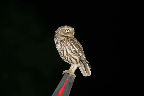 Little Owl perched during night, Athene noctua