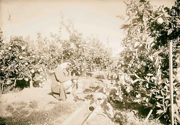 Rehovath Orange groves 1934 Israel Reḥovot