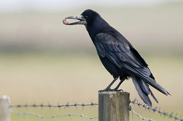 Rook perched on a pole, Corvus frugilegus, England