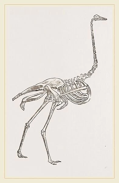 Skeleton of Ostrich