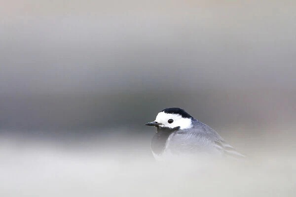 White Wagtail perched on ground, Motacilla alba, Netherlands