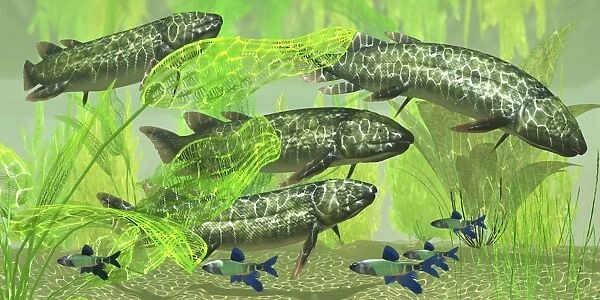 Dipterus is an extinct freshwater lungfish from the Devonian Period