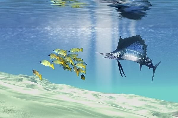 A sailfish hunts prey on a sandy reef