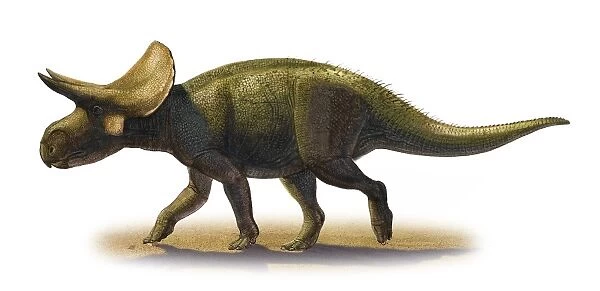 Turanoceratops tardabilis, a prehistoric era dinosaur