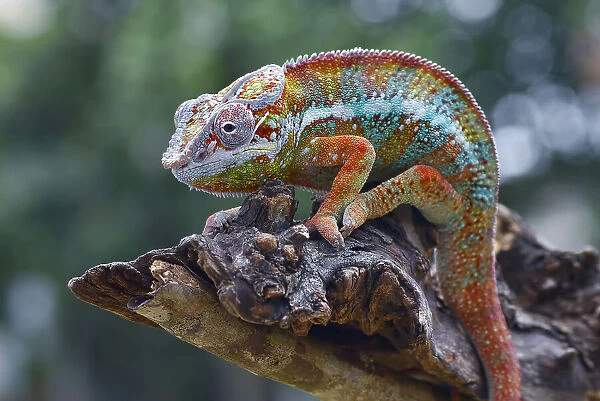Chameleon panther on a tree