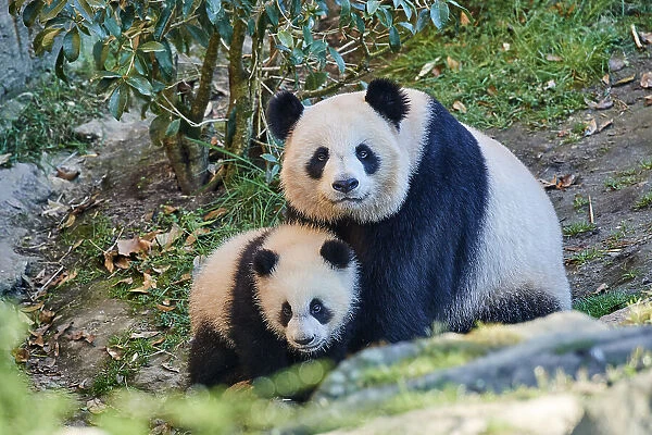 Giant panda (Ailuropoda melanoleuca) cub Yuandudu, aged 8 months, sitting beside her mother, Huan Huan, Beauval ZooPark, France, April, 2022. Captive