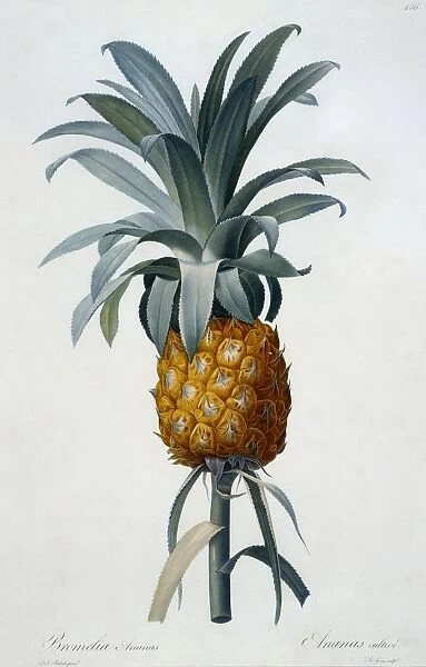 Bromelia Ananas