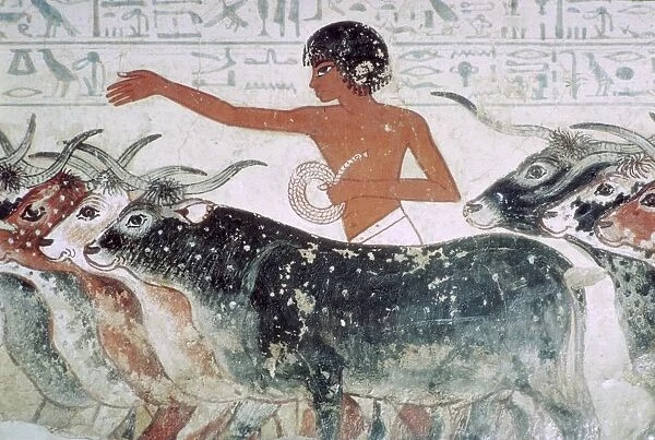 Cattle brought for inspection: wall painting from the tomb of Nebamun (no 5), Egypt, c1350 BC