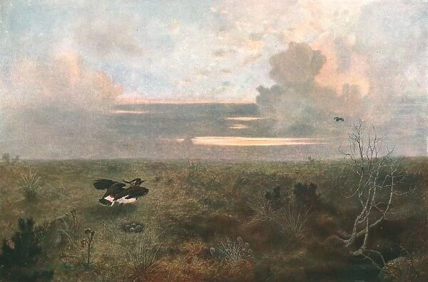Disturbed: A Plover Rising from Its Nest, 1879, (c1902). Creator: Unknown