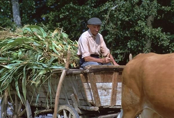 Farmer and his cart in Hungary. Artist: CM Dixon