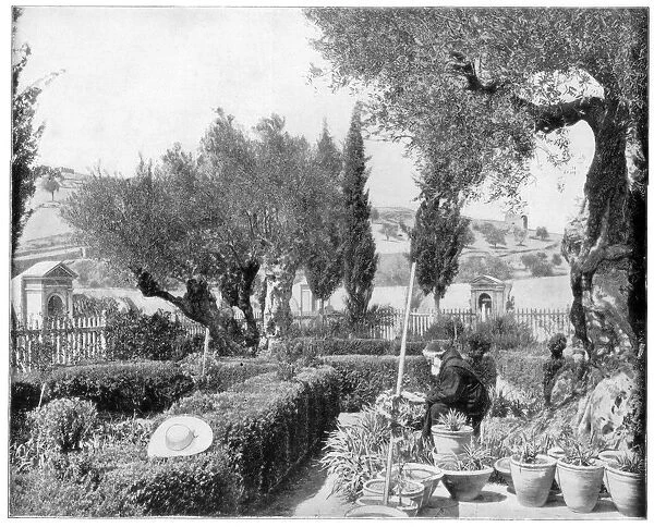 The Garden of Gethsemane, Palestine, late 19th century. Artist: John L Stoddard