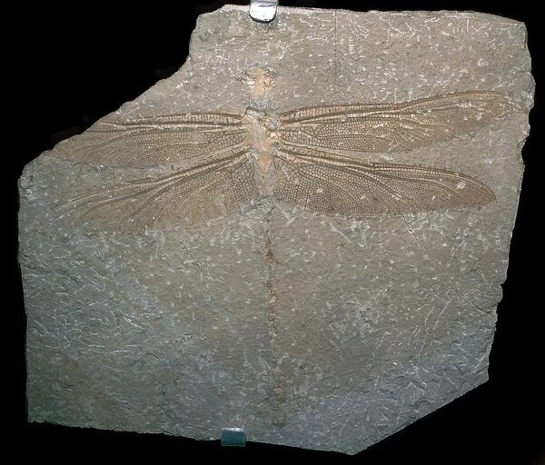 Jurrassic dragonfly fossil