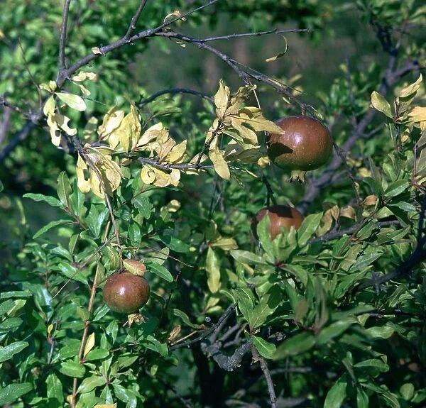 Pomegranates in Sicily