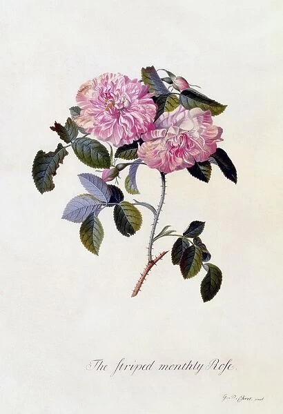 The Striped Monthly Rose, c. 1745 (hand coloured engraving)
