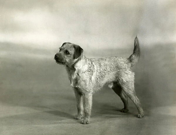 Fall  /  Border Terrier  /  1940