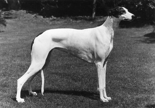 Fall  /  Greyhound  /  1980