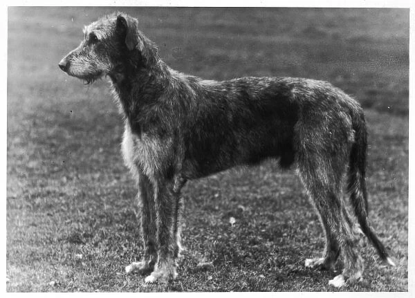 Fall  /  Wolfhound  /  1949