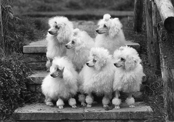 Miniature poodles, Thomas Fall photo