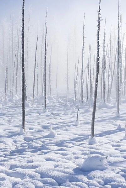 Bare lodgepole pine tree trunks in a snow covered landscape in winter, YNP, USA