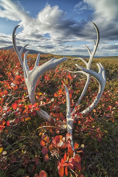 Caribou Antlers In Autumn Colours On The Flanks Of Crow Mountain Near Old Crow; Yukon, Canada