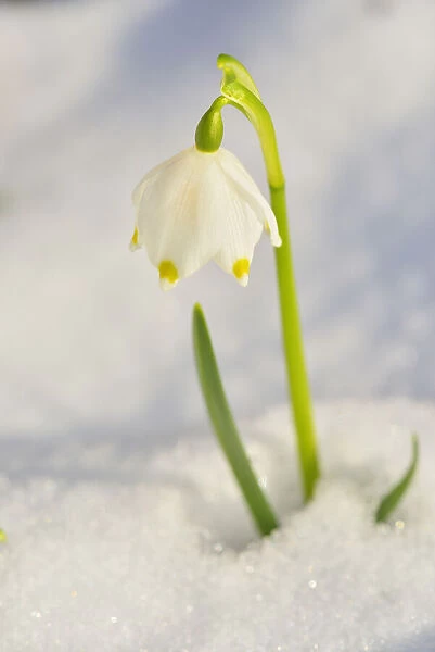 Close-up of Blooming Snowdrops with Snow in Spring, Spessart, Bavaria, Germany