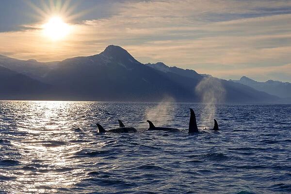 Pod of Killer whales off the coast of Alaska