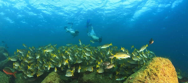 A School Of Fish Underwater And Two Tourists Scuba Diving At Los Islotes National Marine Park Espiritu Santo Island; La Paz Baja California Mexico