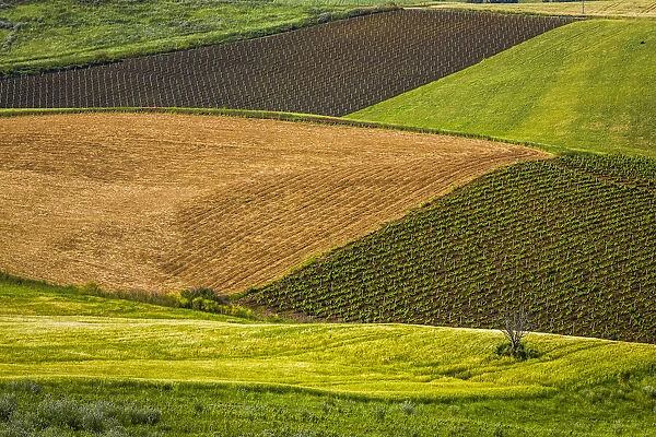 View of land use patterns on farmland near Calatafimi-Segesta in the Province of Trapani in Sicily, Italy
