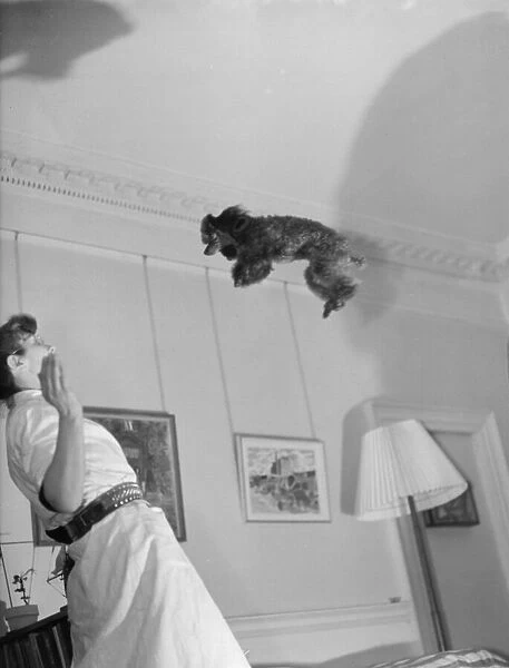 F W Reed DM Staff Photographer Feb 29th 1952 Mandys flying poodle