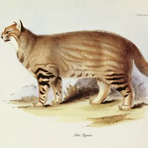 Pampas Cat
