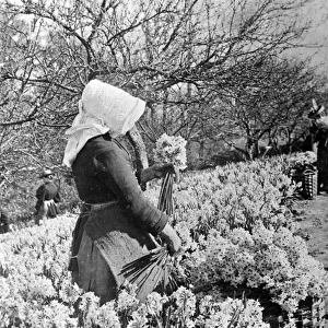 Gathering Daffodils, Penzance, Cornwall, c. 1927