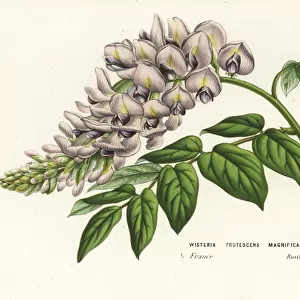 American wisteria cultivar, Wisteria frutescens magnifica