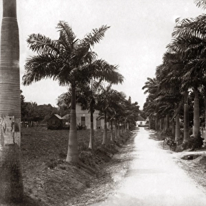 Avenue of palms, Barbados, West Indies, circa 1900