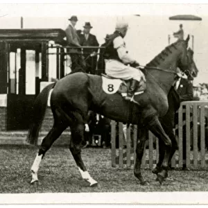 Bard of Avon, Australian race horse