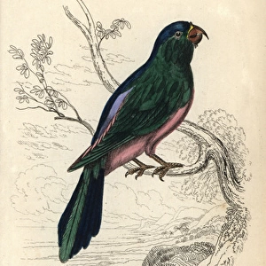 Blue backed parrot, Tanygnathus sumatranus