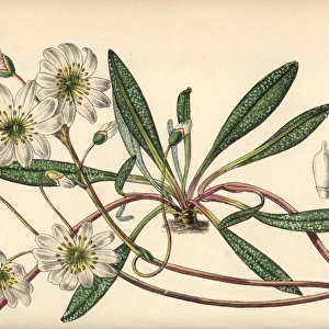 Calandrinia oppositifolia, white flower native